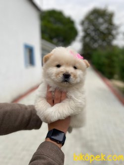 Chow Chow Sağlıklı Yavrularımız 4