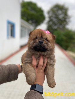 Chow Chow Sağlıklı Yavrularımız 2