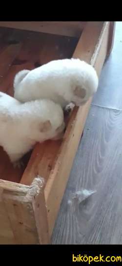 CHOW CHOW YAVRULAR 4