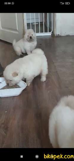 CHOW CHOW YAVRULAR 2