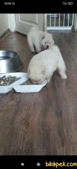 CHOW CHOW YAVRULAR 4