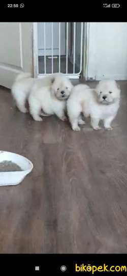 CHOW CHOW YAVRULAR 1