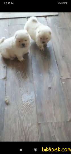 CHOW CHOW YAVRULAR 4