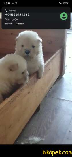 CHOW CHOW YAVRULAR 2