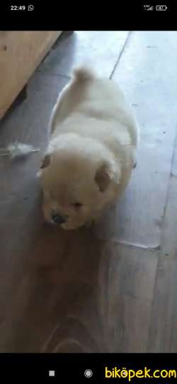 CHOW CHOW YAVRULAR 4