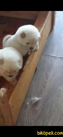 CHOW CHOW YAVRULAR 5