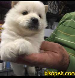 CHOW CHOW YAVRULAR 2