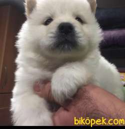CHOW CHOW YAVRULAR 3