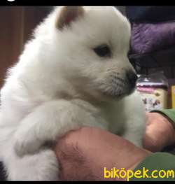 CHOW CHOW YAVRULAR 3