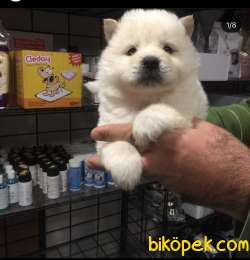 CHOW CHOW YAVRULAR 1