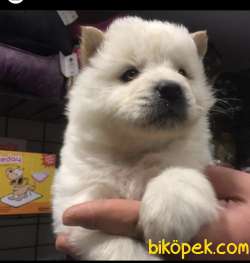 CHOW CHOW YAVRULAR 4