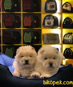CHOW CHOW YAVRULAR 2