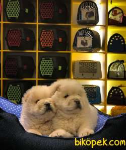 CHOW CHOW YAVRULAR 1
