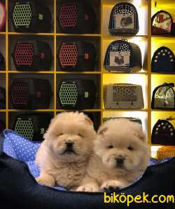 CHOW CHOW YAVRULAR 3