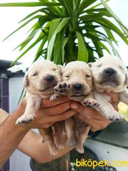 Chow Chow Yavrular 3