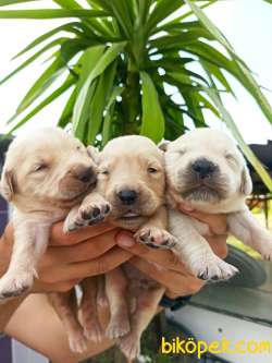 CHOW CHOW YAVRULAR 3