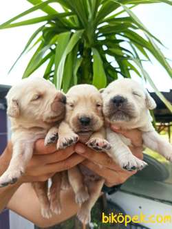 CHOW CHOW YAVRULAR 2