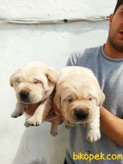 CHOW CHOW YAVRULAR 3