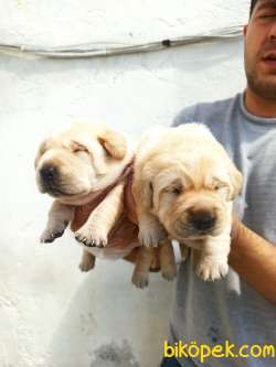 CHOW CHOW YAVRULAR 2
