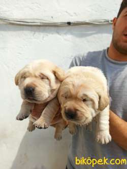 CHOW CHOW YAVRULAR 1