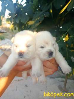 Chow Chow Yavrular 3