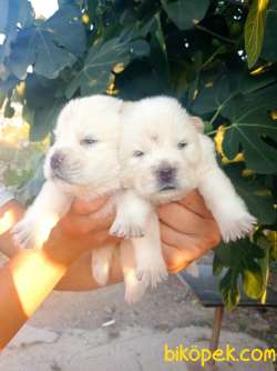 Chow Chow Yavrular 2