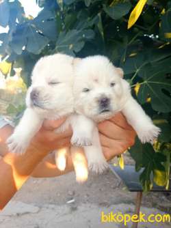 Chow Chow Yavrular 1