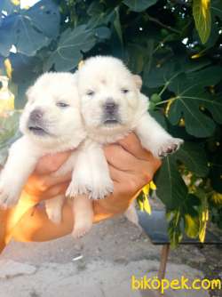 Chow Chow Yavrular 4