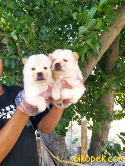 CHOW CHOW YAVRULAR 3