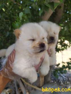 CHOW CHOW YAVRULAR 2
