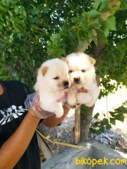 CHOW CHOW YAVRULAR 1