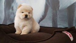 A KALITECHOW CHOW YAVRULARI 3