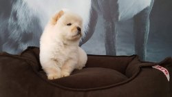 A KALITECHOW CHOW YAVRULARI 4