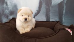 A KALITECHOW CHOW YAVRULARI 1