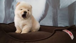 A KALITECHOW CHOW YAVRULARI 4