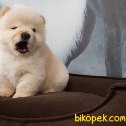 CHOW CHOW YAVRULARI 3