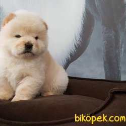 CHOW CHOW YAVRULARI 2