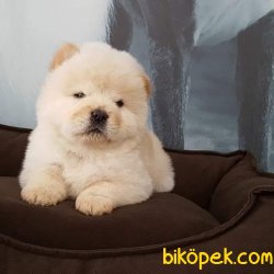 CHOW CHOW YAVRULARI 1