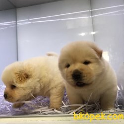 Chow Chow Yavrulari 2