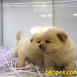 Chow Chow Yavrulari 3