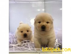 Chow Chow Yavrulari 1