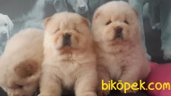 CHOW CHOW YAVRULARI 4