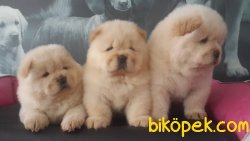 CHOW CHOW YAVRULARI 1