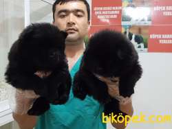 Chow Chow Yavruları 1