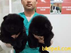 Chow Chow Yavruları 2