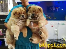 CHOW CHOW YAVRULARI 3