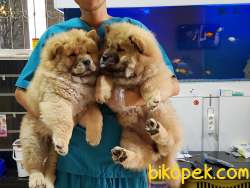 CHOW CHOW YAVRULARI 4