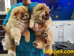 CHOW CHOW YAVRULARI 2