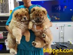 CHOW CHOW YAVRULARI 1