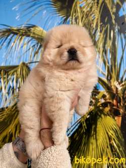 CHOW CHOW YAVRULARI 3